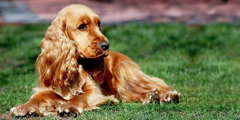 caracter cocker - Qué detalles hacen especial al perro cocker spaniel inglés