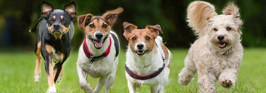 caracter del jack russell - Qué características tiene el Jack Russell Terrier