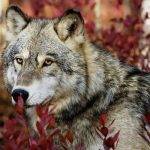 Personalidad y significado del lobo en la naturaleza