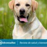 Qué características definen al perro Labrador