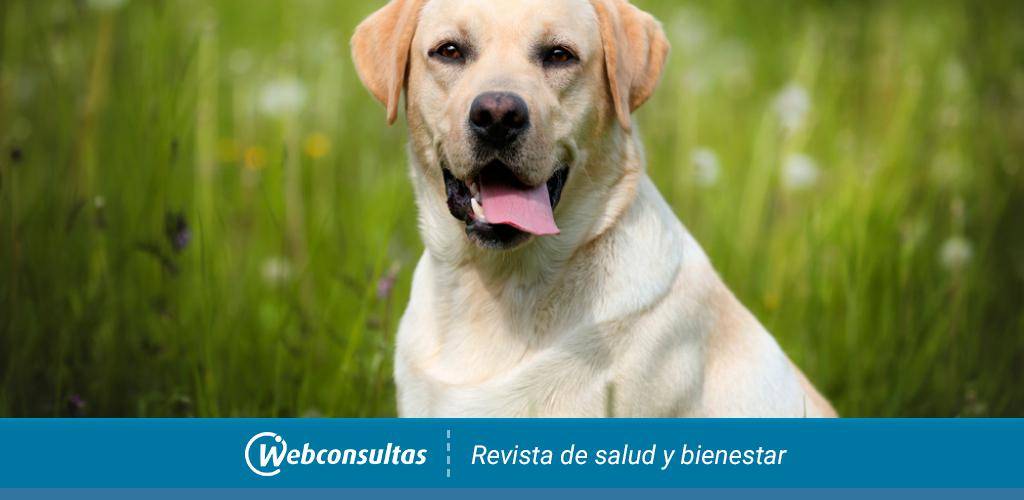 caracter del perro labrador - Qué características definen al perro Labrador