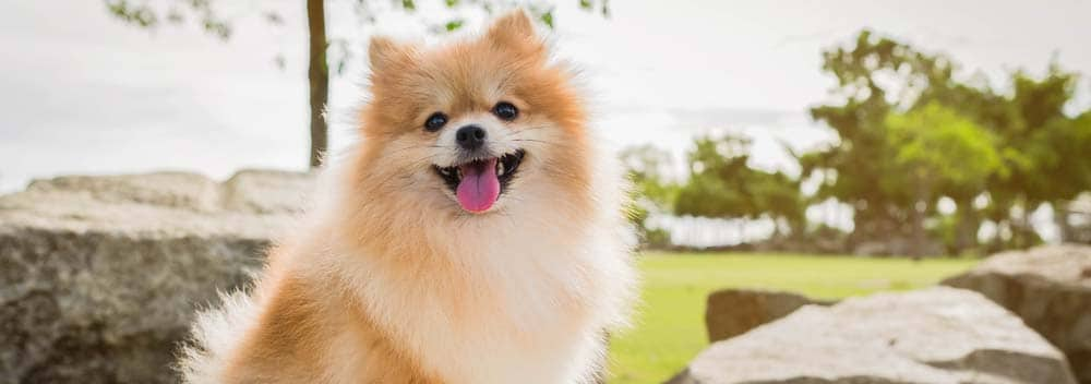 caracter del pomerania - Cómo son los cuidados y rasgos distintivos del Pomerania