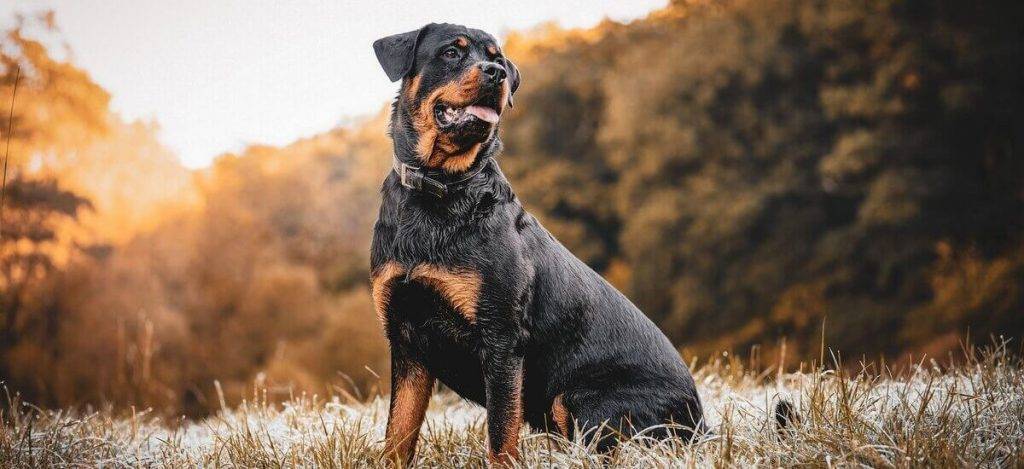 caracter del rottweiler - Cuáles son las características de los Rottweilers