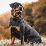 Cuáles son las características de los Rottweilers