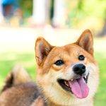 Qué características destacan en la raza de perros Shiba Inu