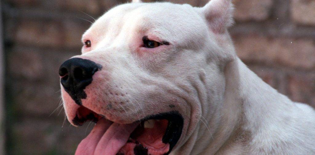 caracter dogo argentino - Dogos Argentinos: Características y Fotos de esta Raza