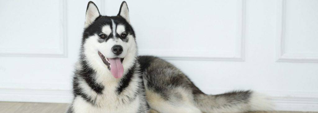 caracter husky - Qué características y colores distinguen al Husky Siberiano