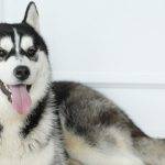 Qué características y colores distinguen al Husky Siberiano