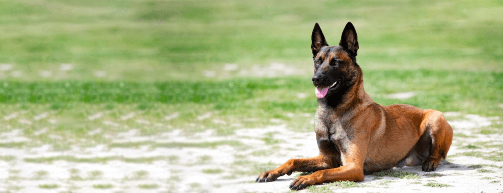 caracter malinois - Características y colores del pastor belga malinois