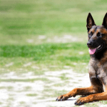 Características y colores del pastor belga malinois