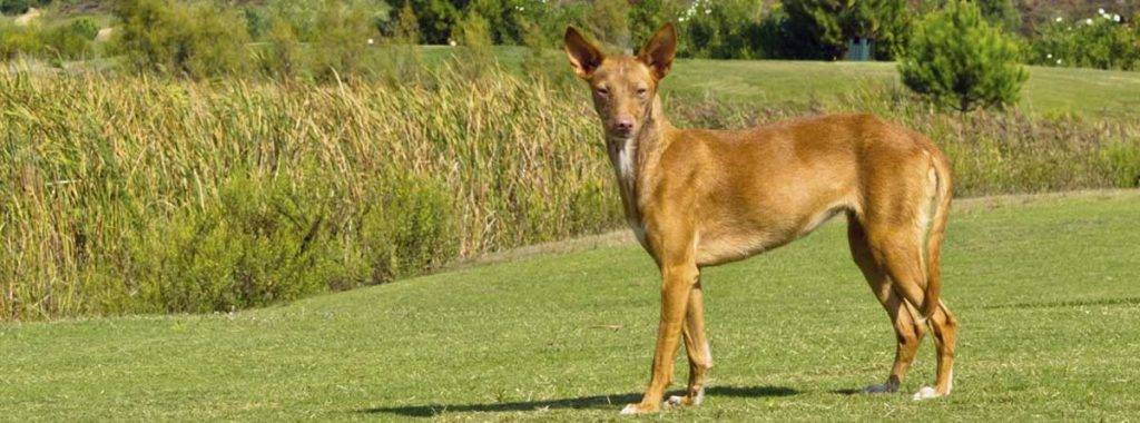 caracter podenco andaluz - Cuáles son las características del podenco andaluz