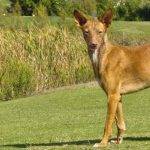 Cuáles son las características del podenco andaluz