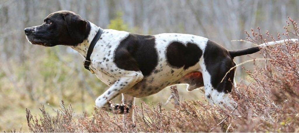 caracter pointer - Características distintivas del perro Pointer inglés