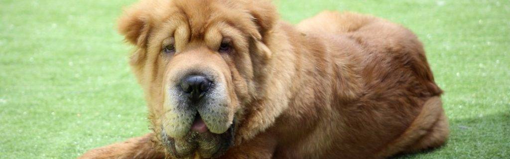 caracter shar pei - Conoces al Shar Pei Características, temperamento y cuidados | Fotos