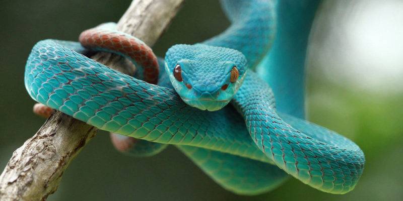 caracteristica de la serpiente - Cuál es el hábitat de las serpientes y dónde viven