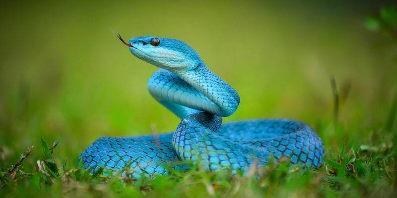 caracteristica de los reptiles - Cuáles son las principales características de los reptiles