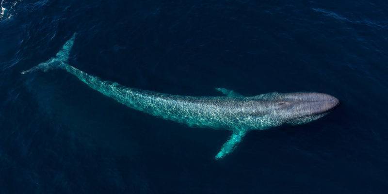 caracteristicas de la ballena azul - Ballena Azul: Hábitat, Dieta y Especies Afines