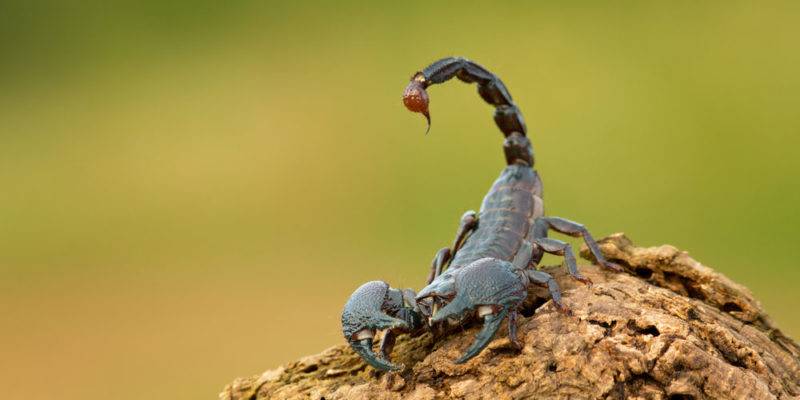 caracteristicas de los escorpiones - Cuáles son las características distintivas del escorpión