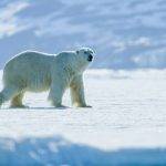 Qué curiosidades conoces sobre el oso polar