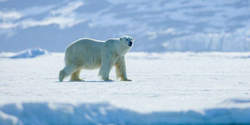 caracteristicas del oso polar - Qué curiosidades conoces sobre el oso polar