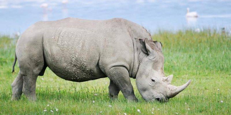 caracteristicas del rinoceronte blanco - Rinoceronte blanco: hábitat, comportamiento y conservación