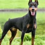 Doberman Pinscher: características, cuidados y carácter