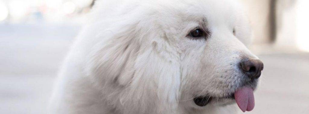 caracteristicas terranova perro - Qué características tiene la raza de perro Terranova