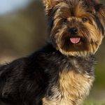 Cuáles son las características del Yorkshire Terrier