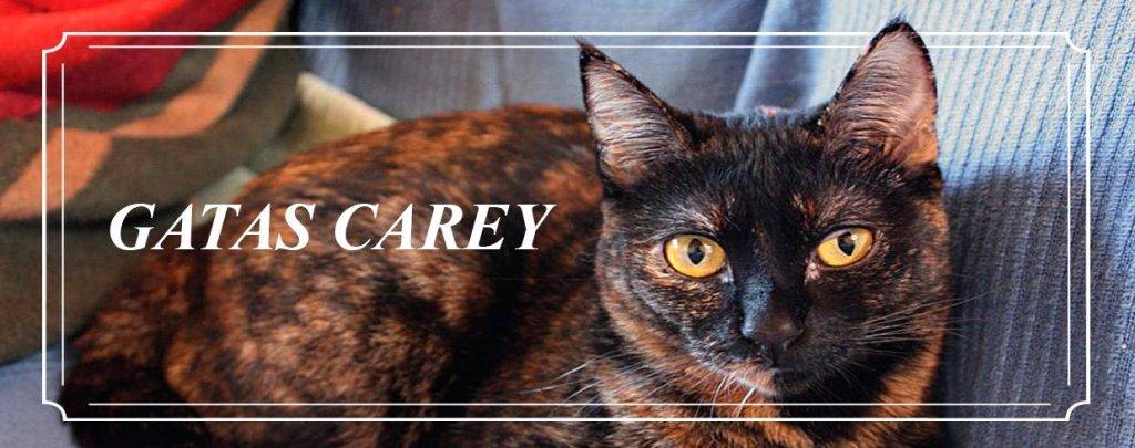 carey gato - Qué características distinguen al gato Carey