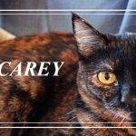 Qué características distinguen al gato Carey