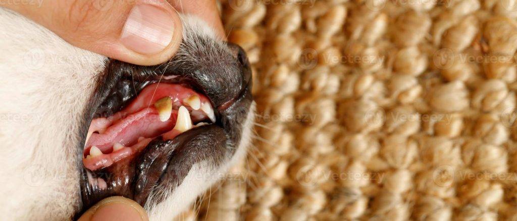 caries en perro - Qué causa, síntomas y tratamientos para las caries en perros