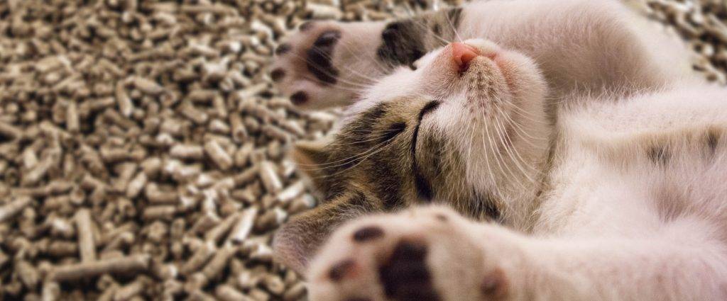 caspa en gatos remedios caseros - Cómo puedo tratar la caspa en gatos de manera natural