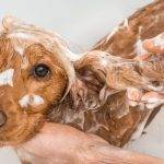 Cómo tratar la caspa en perros de forma natural en casa