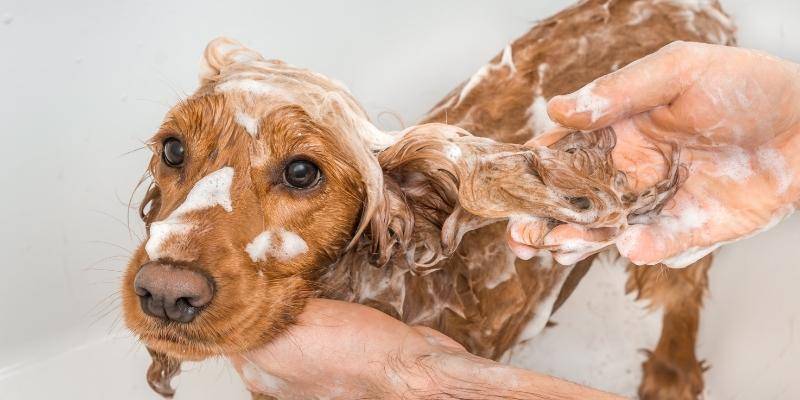 caspa en perros tratamiento casero - Cómo tratar la caspa en perros de forma natural en casa