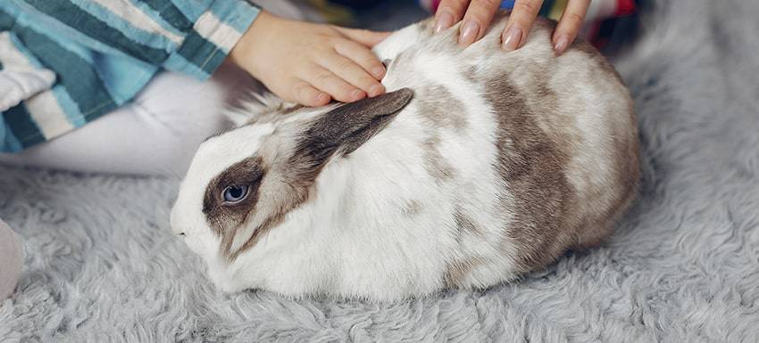 castrar conejo precio - Cuál es la mejor edad y método para castrar a un conejo