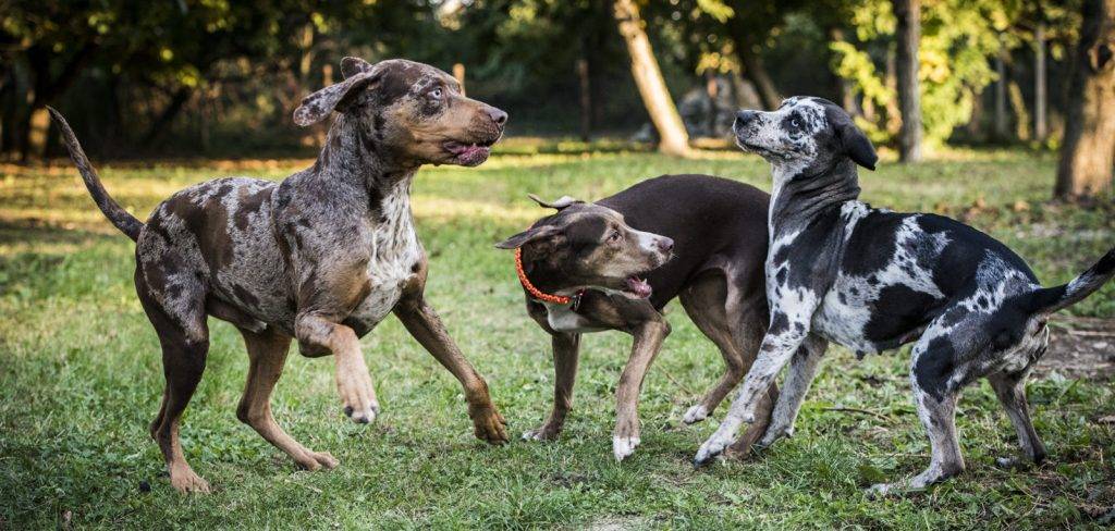 catahoula - Qué características tiene el Perro Leopardo de Catahoula