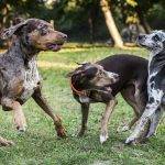 Qué características tiene el Perro Leopardo de Catahoula