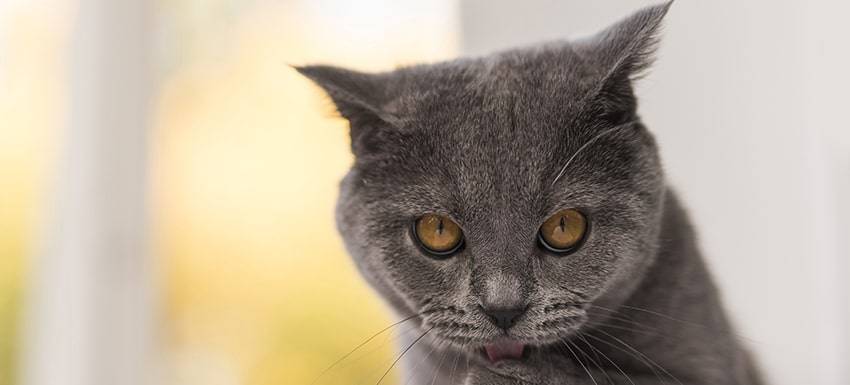 cataratas en gatos - Cataratas en gatos: causas, síntomas y tratamiento