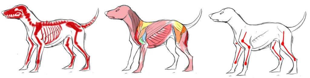 cauda equina en perros - Qué es la cauda equina en perros y cómo se trata