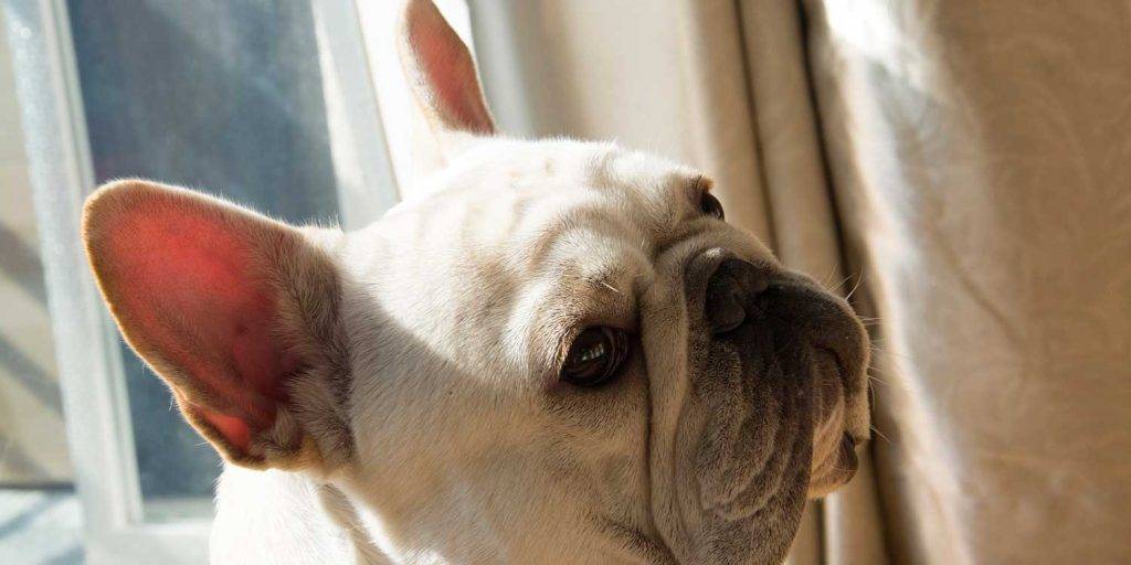 causas muerte bulldog frances - Cuáles son las causas de la muerte en bulldogs franceses