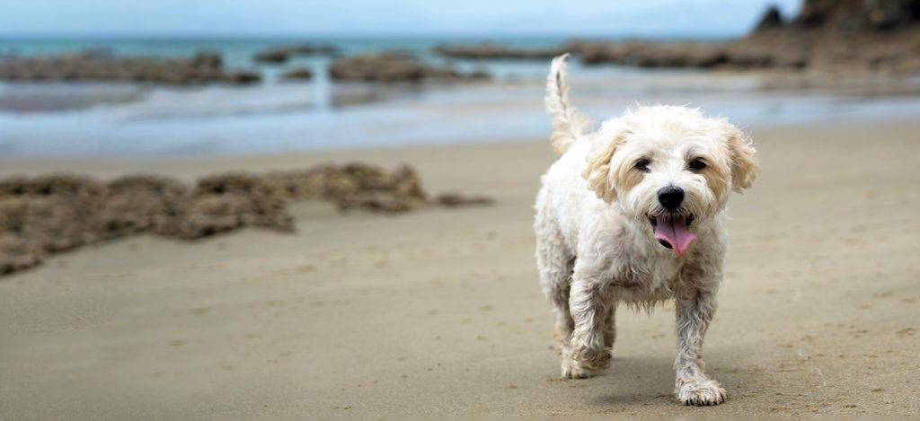 cavachon - Cavachon: Características, Cuidados, Educación y Fotos