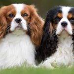 Cavalier King Charles Spaniel: Datos y Cuidados para Adultos