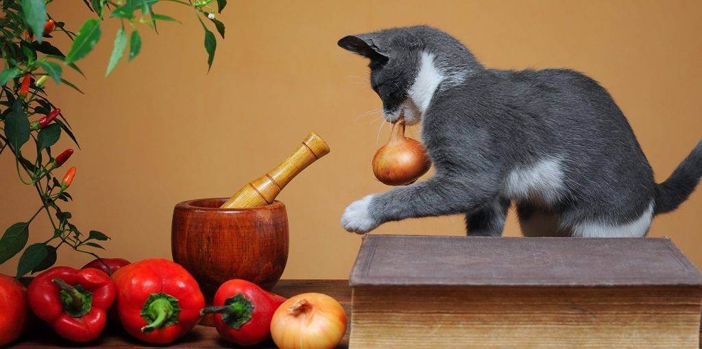 cebolla gato - Los gatos pueden comer cebolla de forma segura