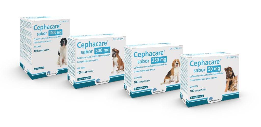 cefalexina para perros - Cefalexina y cefixima en perros: dosis y efectos secundarios