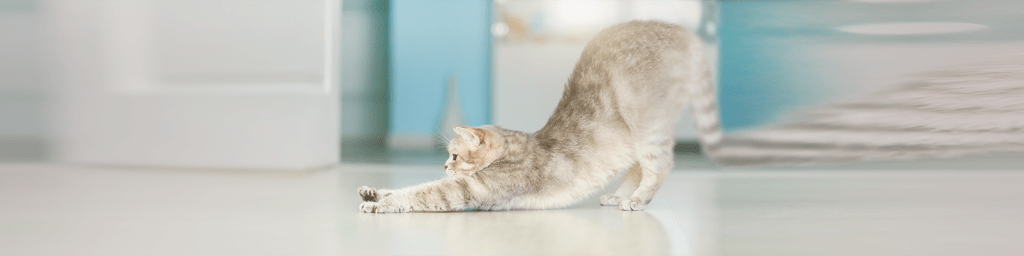 celo en gatos machos - Cómo calmar el celo en gatos machos y cuánto tiempo dura