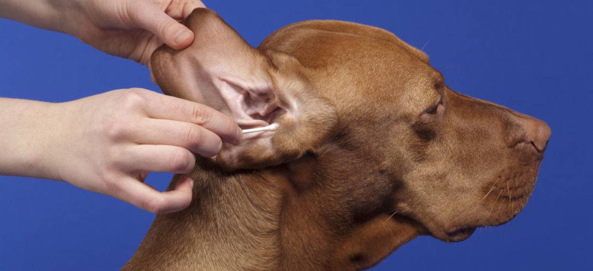 Causas y tratamientos de la cera negra en el oído del perro