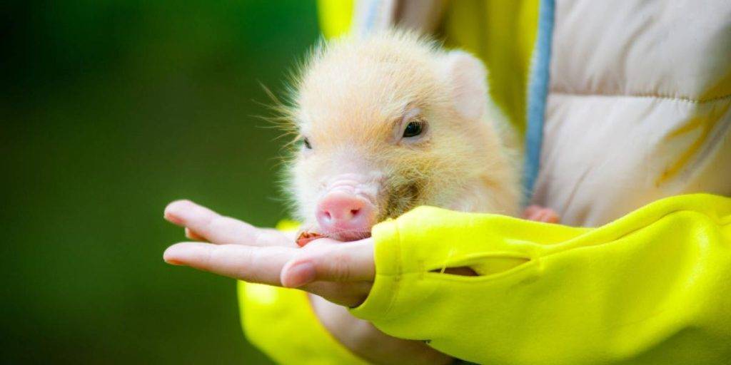 cerdito de mascota - Cuáles son las razones para elegir cerdos como mascotas