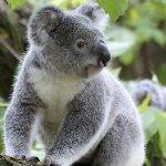 Qué curiosidades esconde el cerebro de un Koala australianos