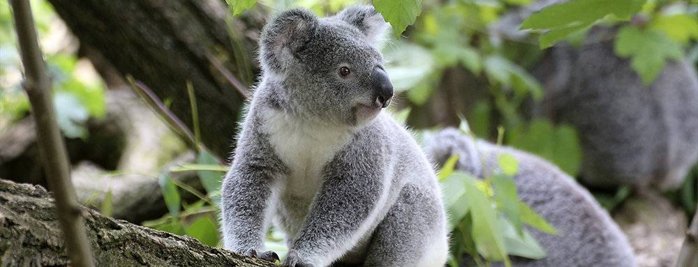 cerebro de koala - Qué curiosidades esconde el cerebro de un Koala australianos