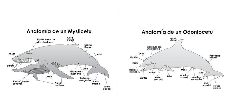 cetaceos tipos - Qué son los cetáceos y cuáles son sus características